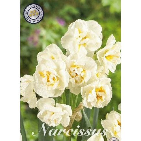 Narcissus Bridal Crown 6-pakning